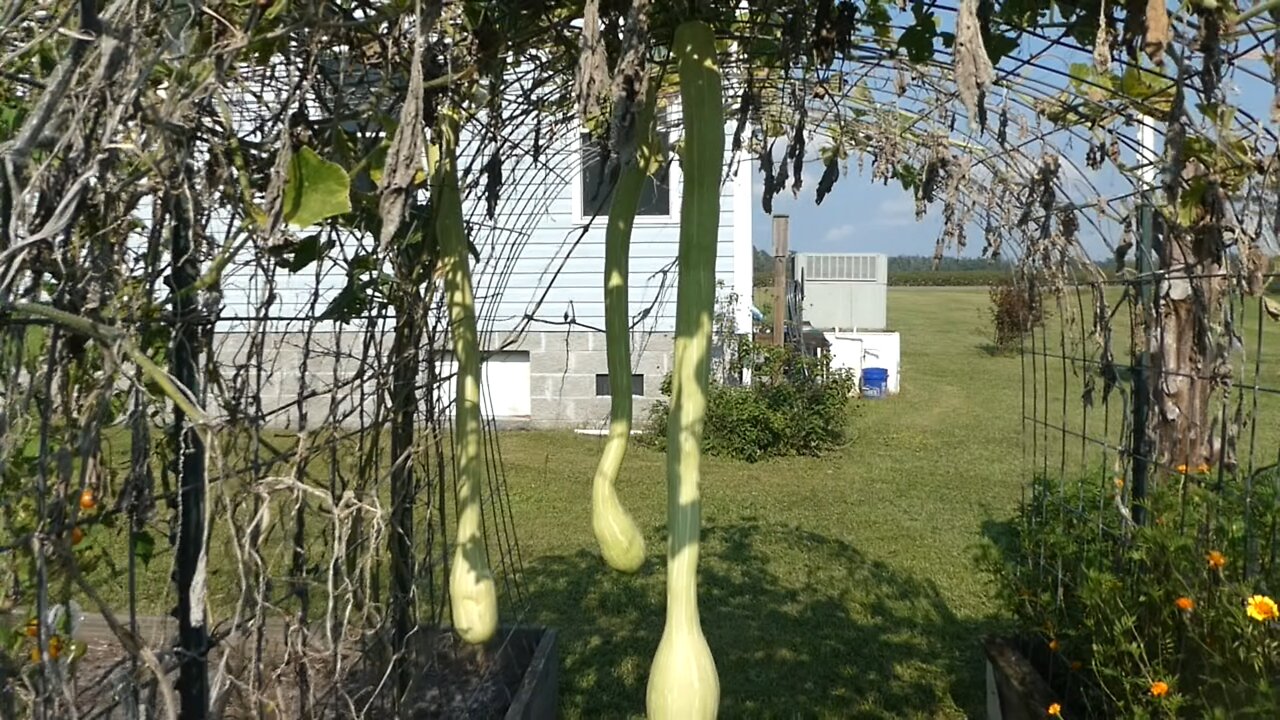 BACK YARD GARDEN (Transplant Squash)