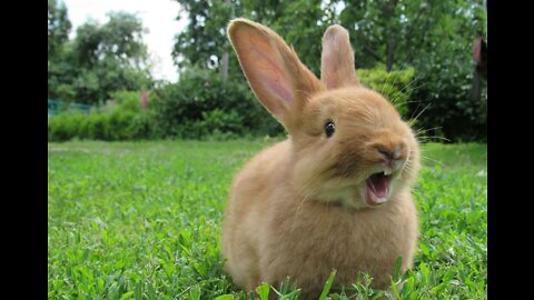 Cute Rabbit Breeds