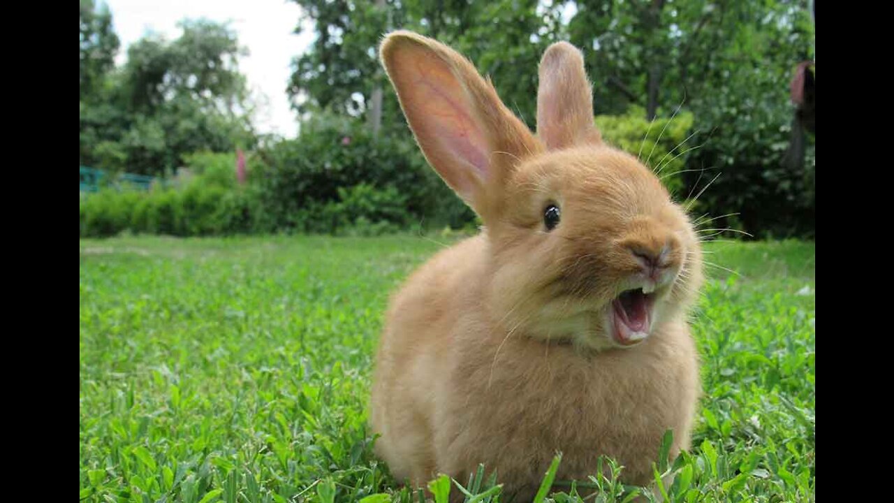 Cute Rabbit Breeds