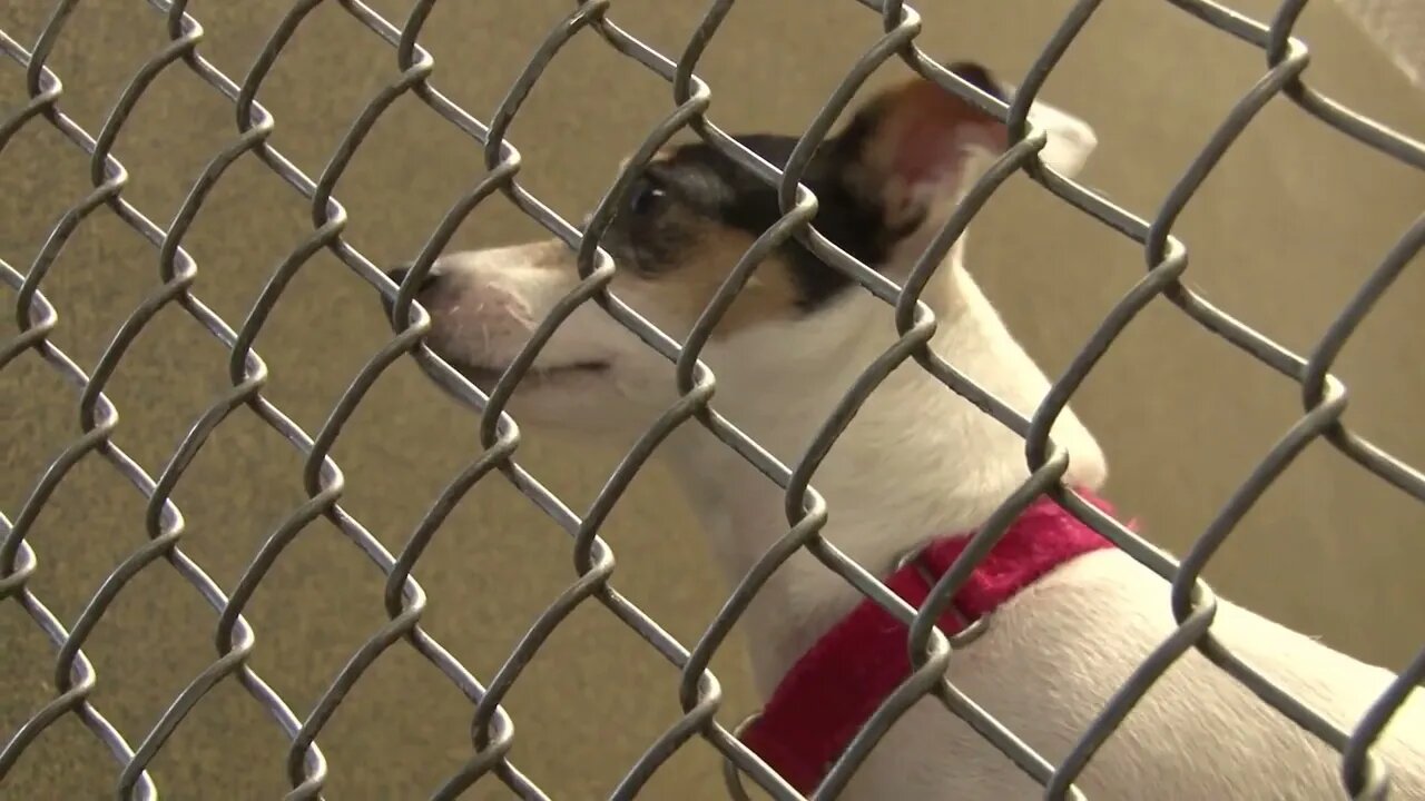 Jack Russell Terrier Looking Around in Cage