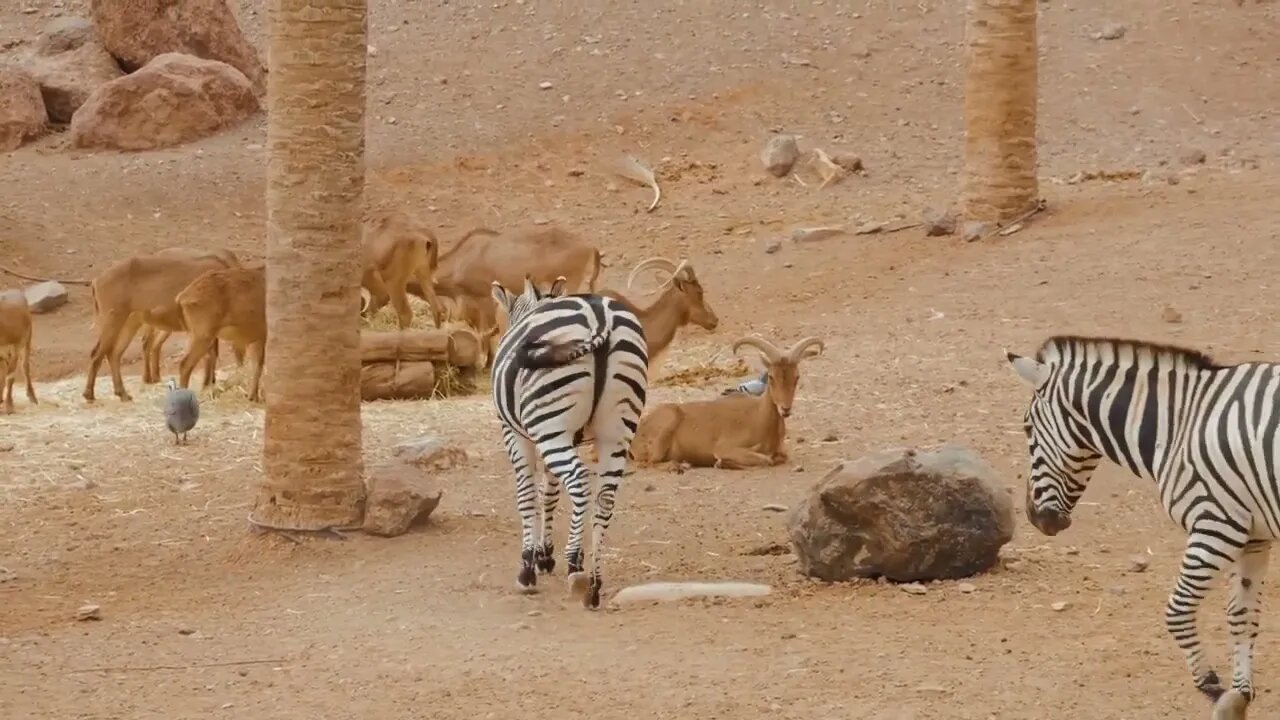 Zebra in the nature habitat, National Park. Wildlife scene from nature, Africa