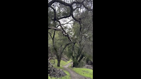 Fallen Tree Resting on Another Tree