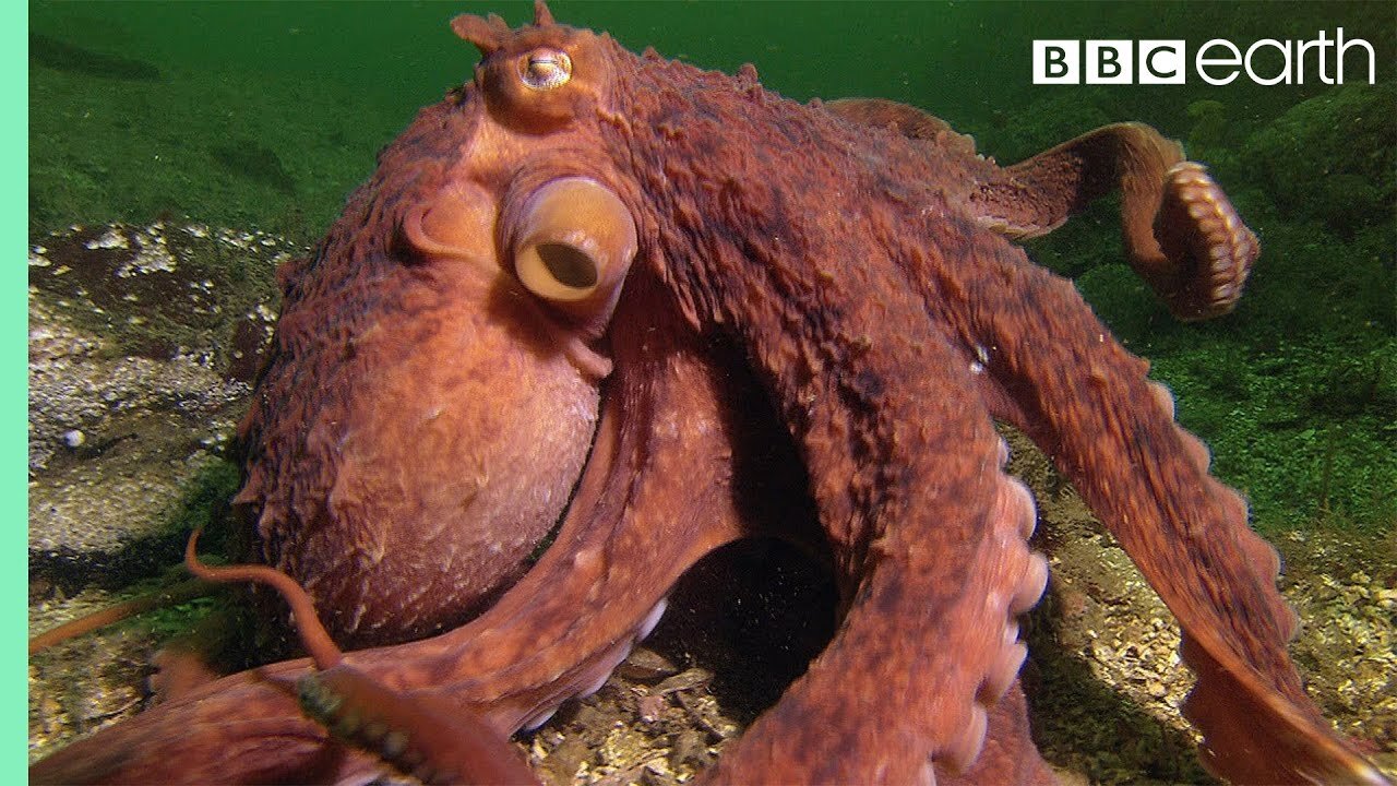 Octopus Steals Crab from Fisherman | Super Smart Animals