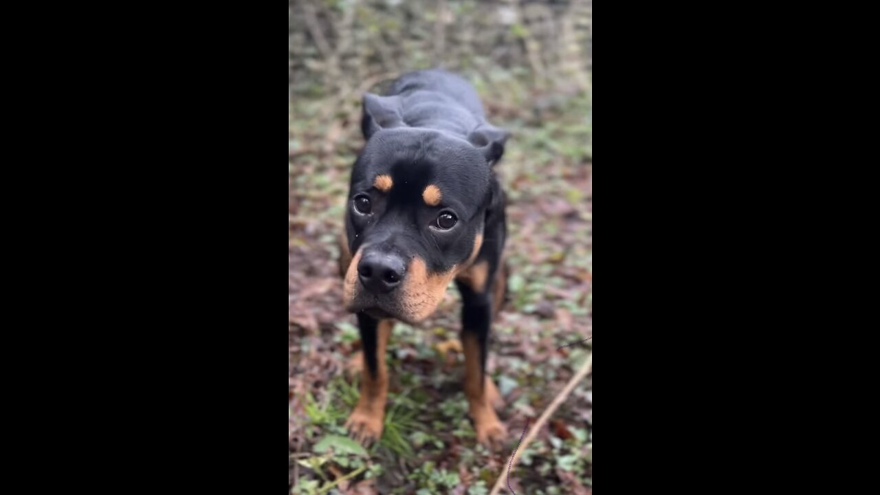 Cute Dog goes for a walk #blessed