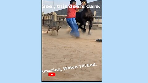 See this deers dare, amazing, Watch Till End & Enjoy.