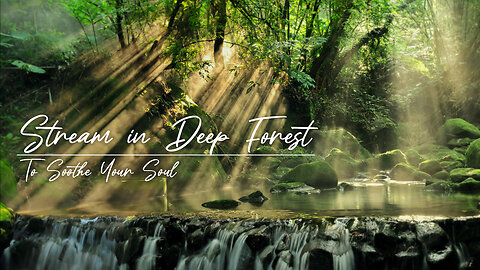 🌿 Soothing Stream in Deep Forest Sound | Escape to a Peaceful Forest