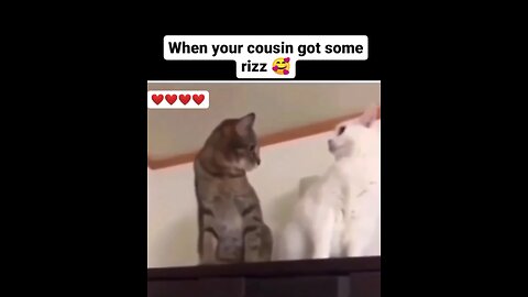 😂Funny animal videos🤣