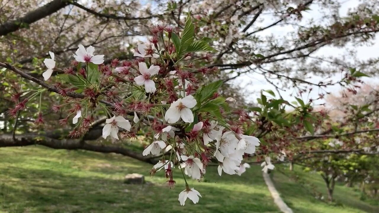 Stand in the Park - #SolutionsWatch