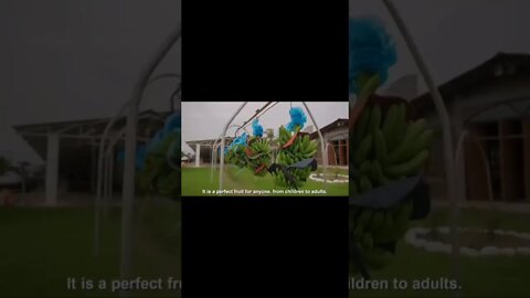 kebun pisang modern