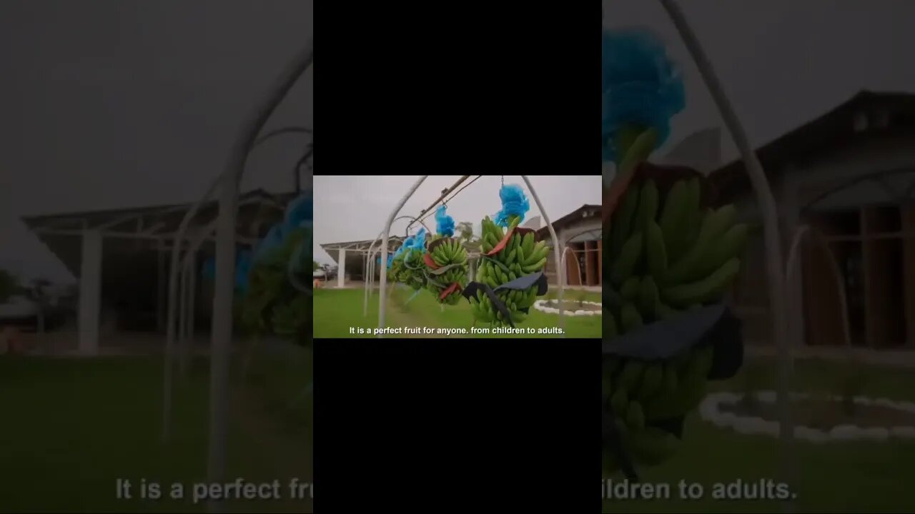 kebun pisang modern