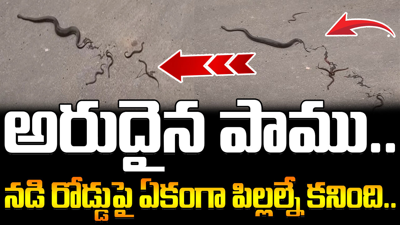 Snake Giving Birth To Direct Babies Not To Eggs | అరుదైన పాము.. నడి రోడ్డుపై ఏకంగా పిల్లల్నే కనింది