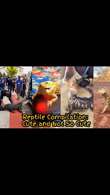 Reptile Compilation: Cute and Not So Cute
