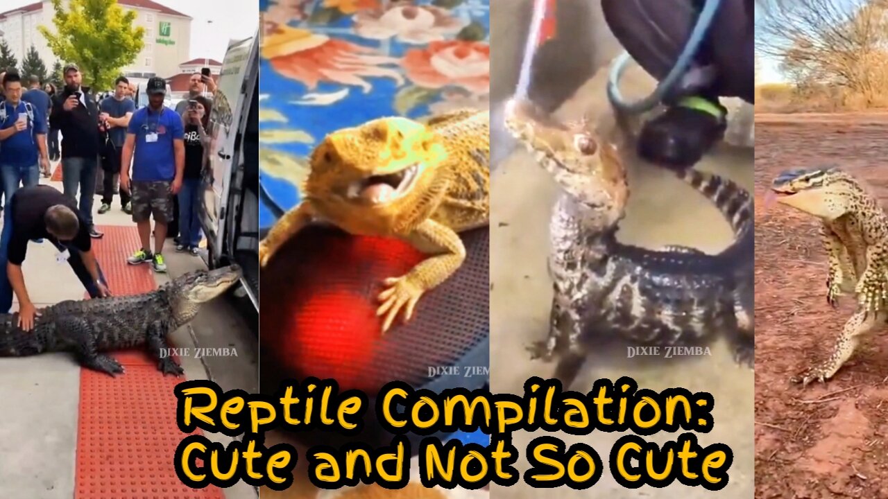 Reptile Compilation: Cute and Not So Cute