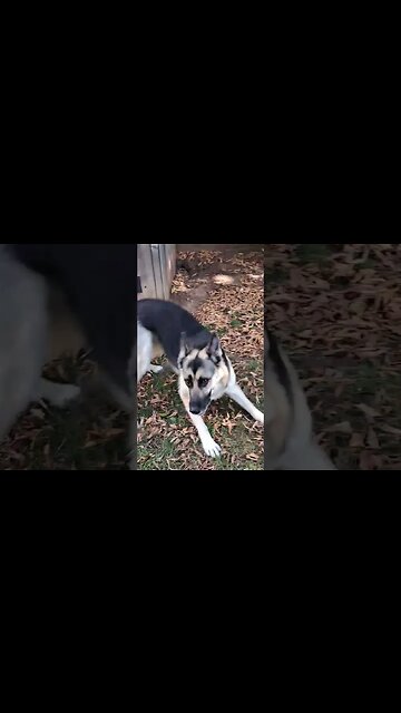 Maple Drops It Like Its Hot