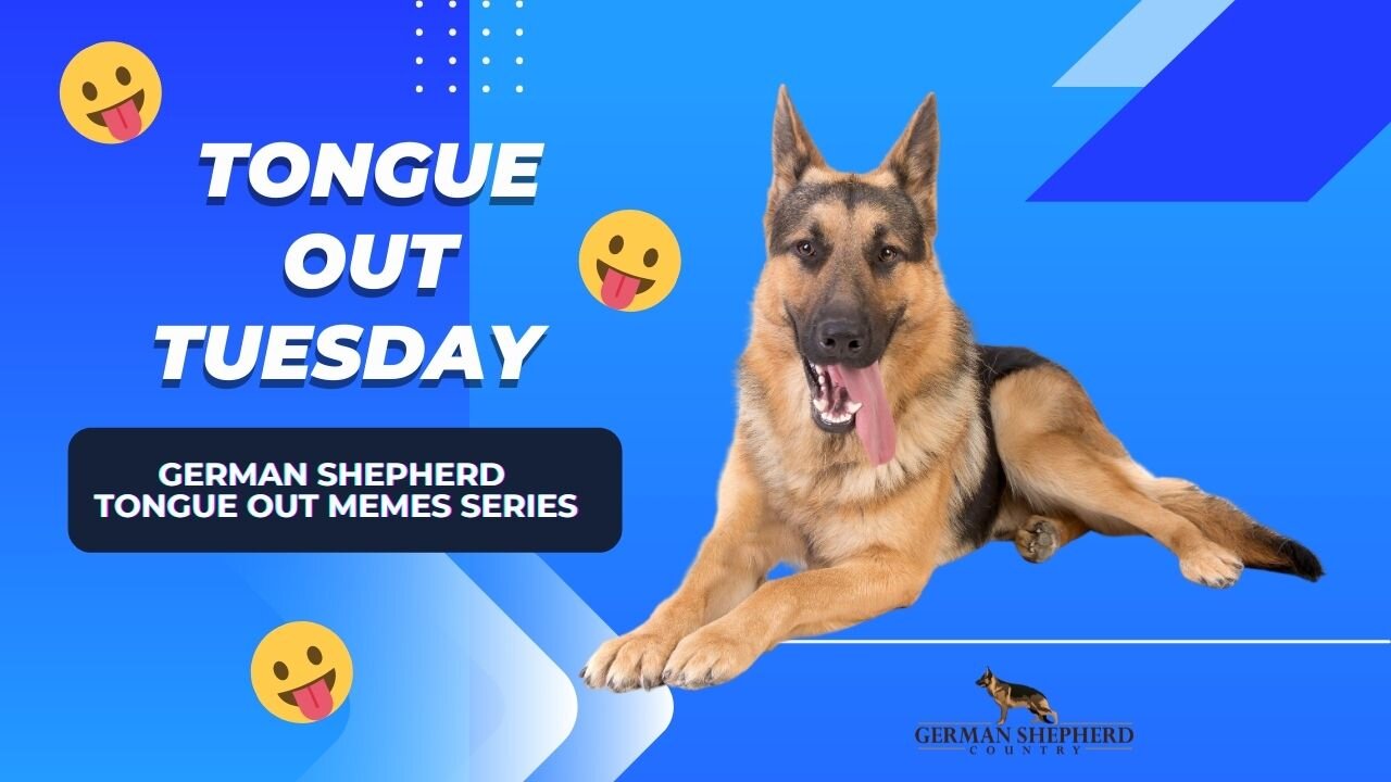 Tongue Out Tuesday 👅 Video #7 | German Shepherd Video