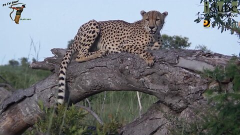 Male Cheetah Relaxing On A Fallen Tree