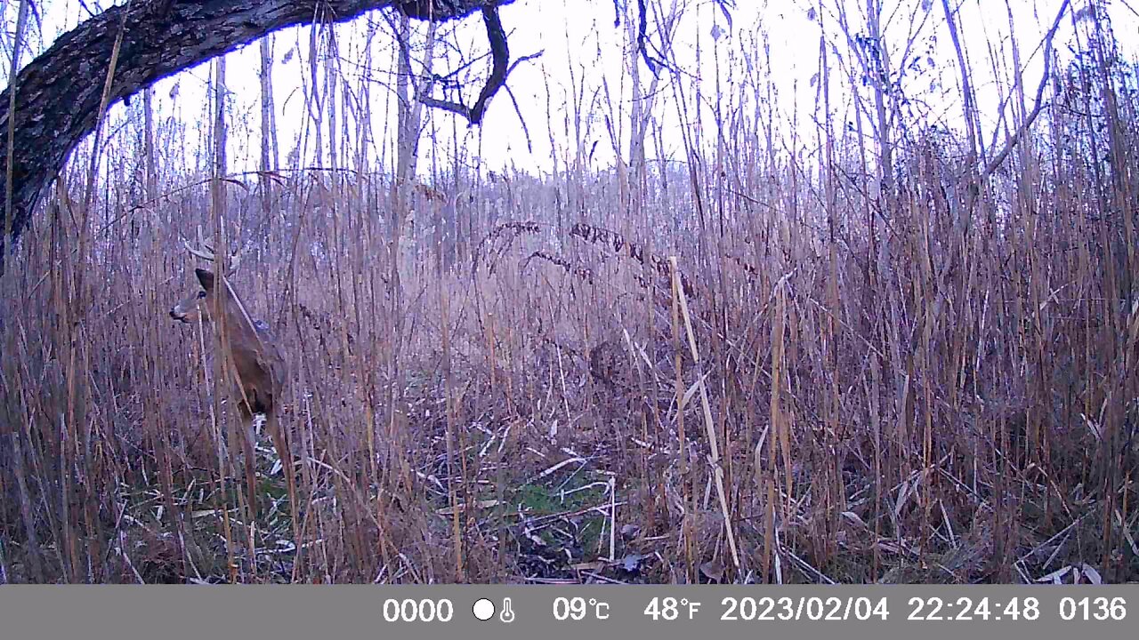 Trail Camera: Whitetail Buck