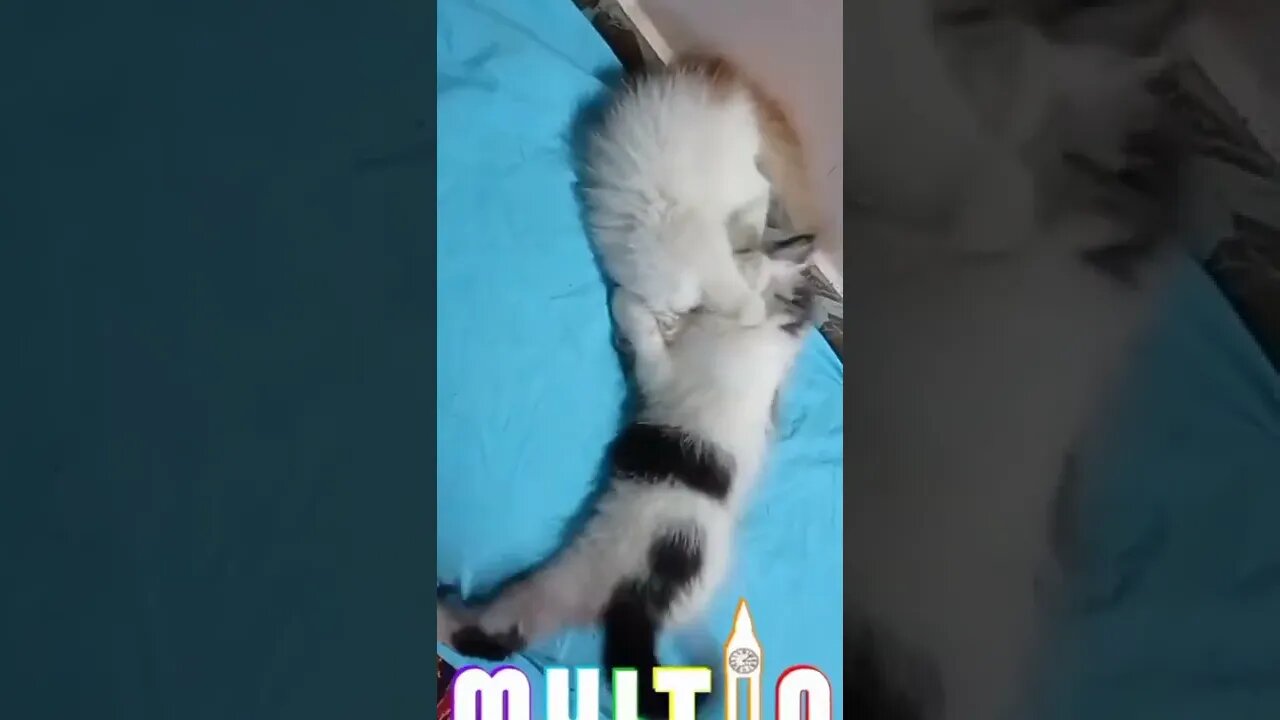 #funnycats #cutecat #persiancats #cats #youtubeshorts #shorts #kittens