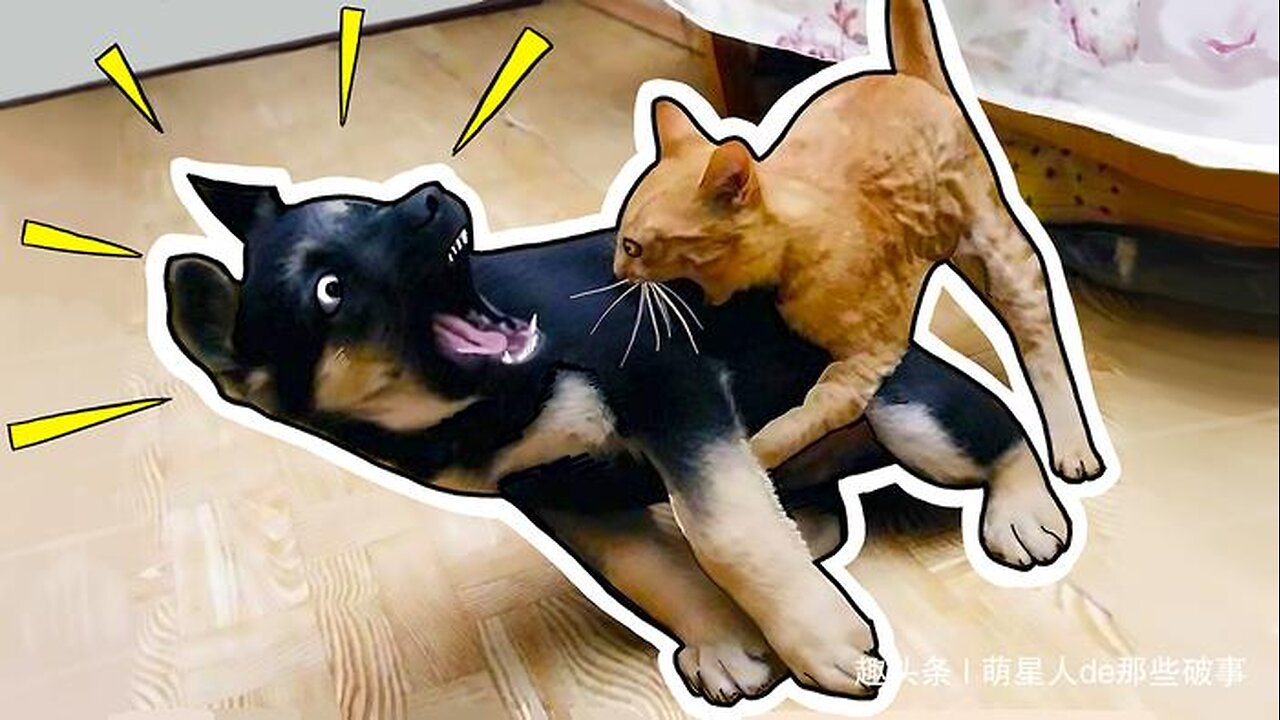 Funny Cat Reaction to Puppies🐱cat and dog war Funny Cat Funnydog funny video😄 NewFunniest Animals