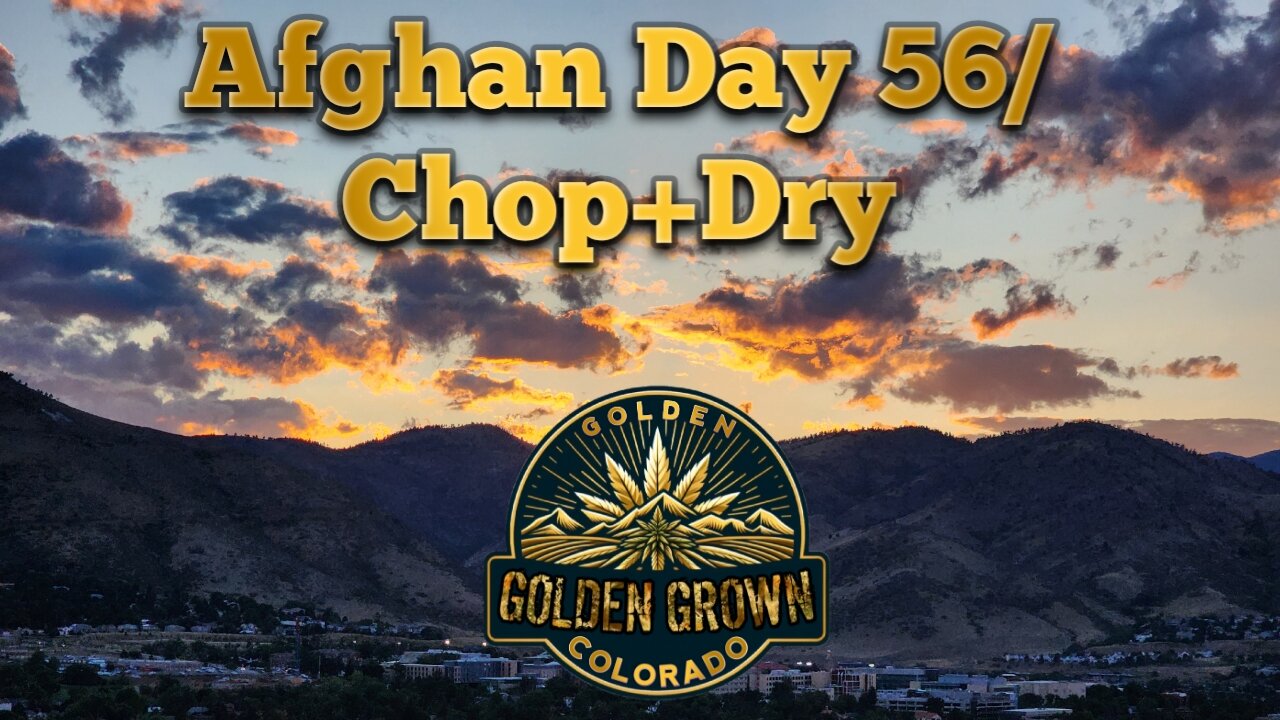 Afghan day 56 harvest and dry