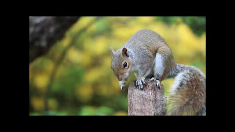 Animal World | The Cutest Squirrel