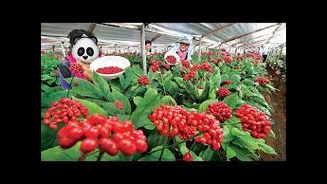 Asia Ginseng Farming and Harvesting - Amazing Korea Agriculture Farm