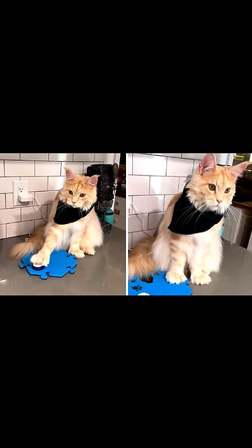 Cool Kitty Obeys Tricks For Tasty Treats