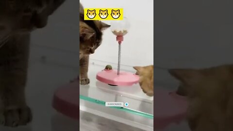 funny cat videos | cute cat videos| cute animals funny cats #shorts #shortsfunny #cutecat #funnycat