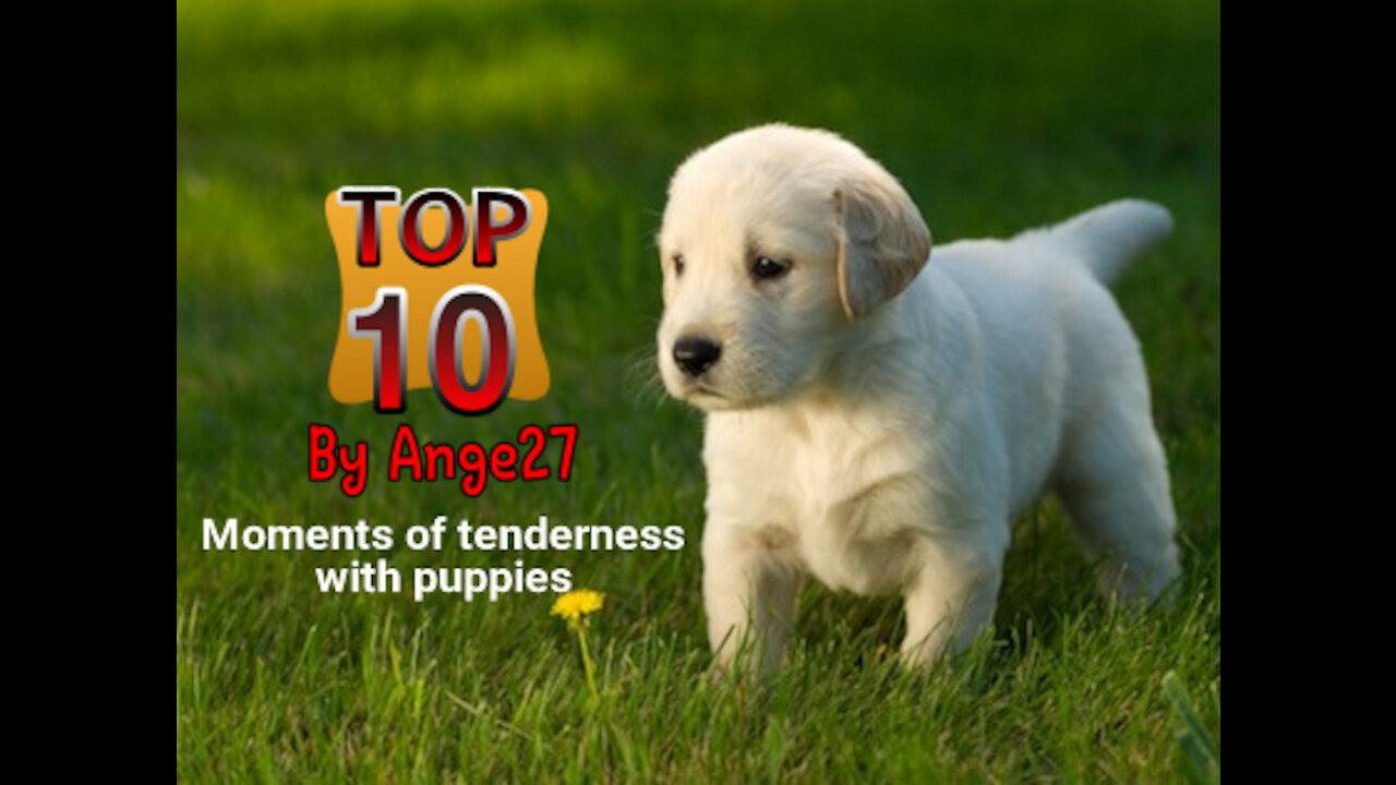 Top 10 - Moments of tenderness with puppies