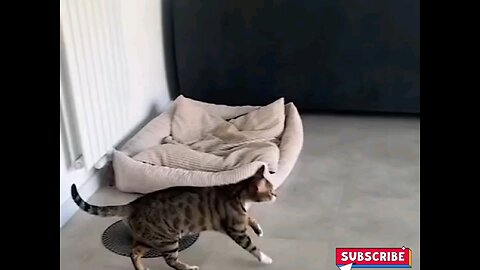 The cat-excuse cat is😂 trending video