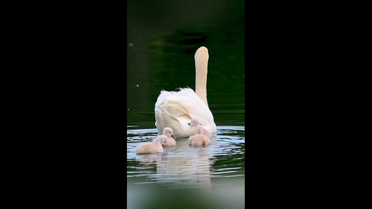 lap of mother is safest place in the world