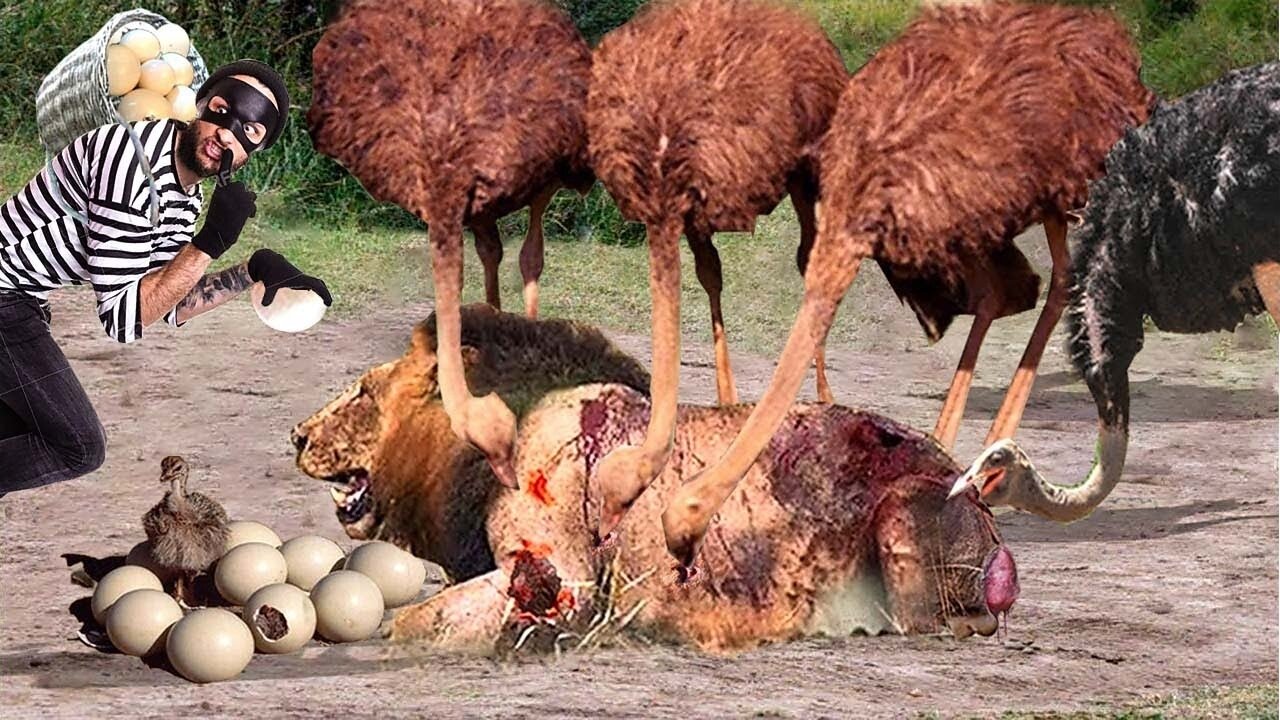 Ostrich Harsh Life- Ostrich Brave Mother Fights Hyenas, People, Cheetah And Lion To Protect The Eggs