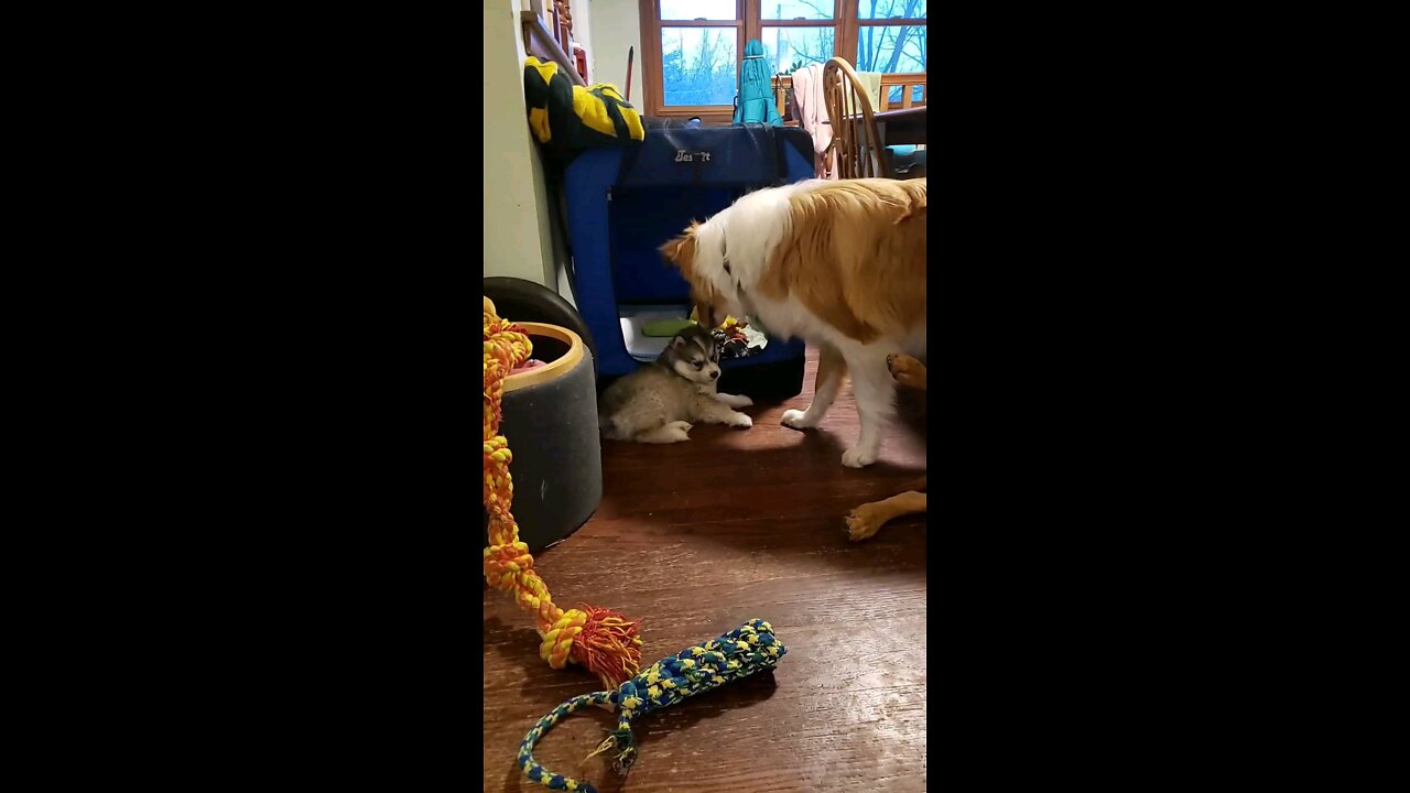 Baby Husky Puppy tries to play tough with Collie cousin