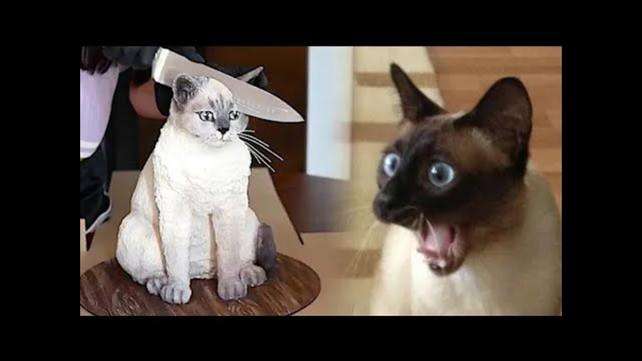 The Funniest Cat Videos on the Internet