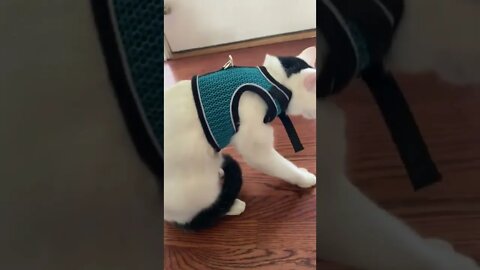 Bean’s not crazy about his harness