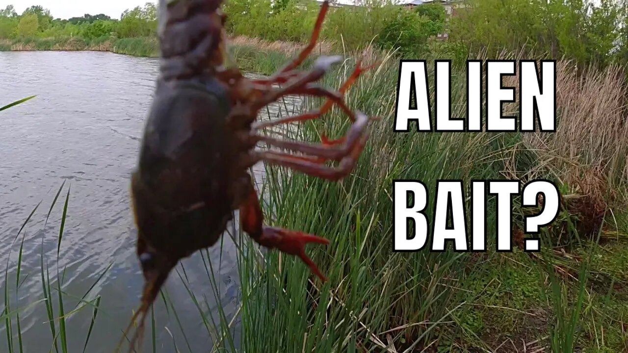 Using Alien Sea Creature for Bait!