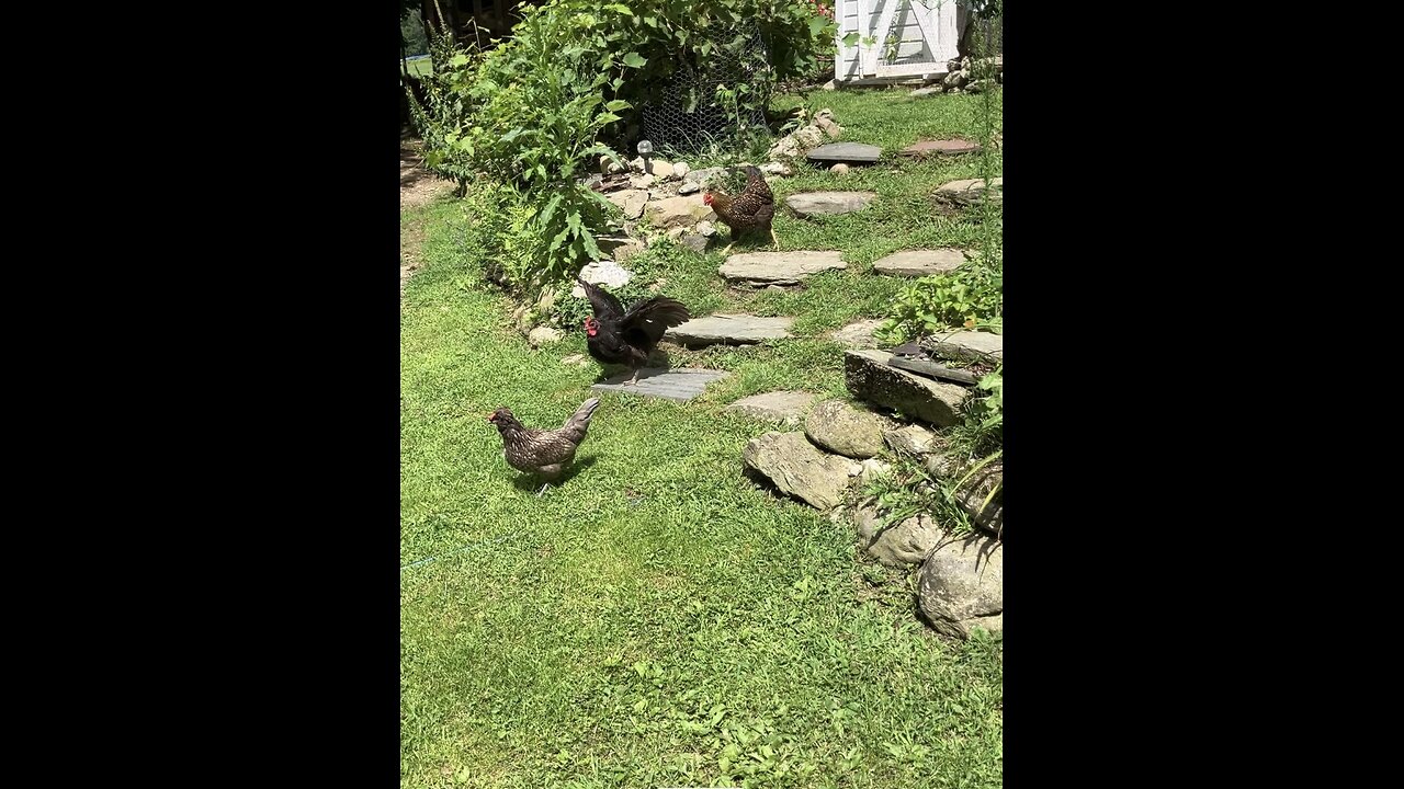 Chickens Make A Bee Line For The Shade