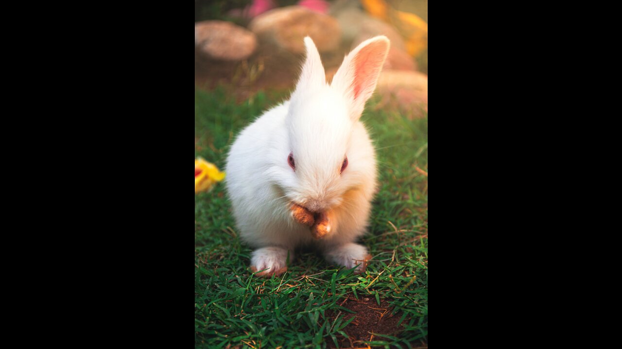 Cute Bunny