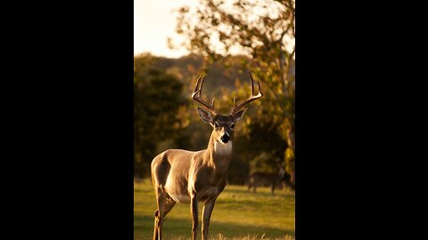 The most Populated animal species in the world