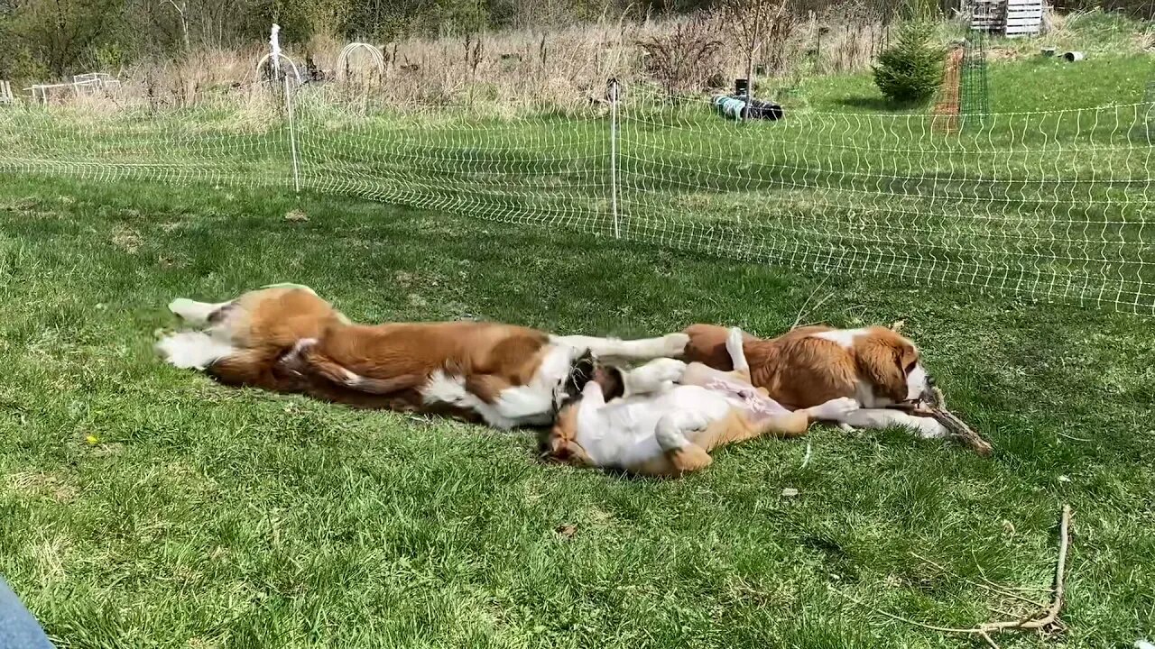 Happy dogs