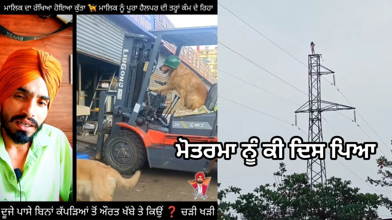 Kmal karti was acting like a perfect helper to the owner of this dog