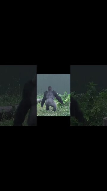 Gorilla running in the rain #shorts