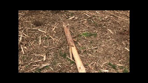 A before and after forest mulching plus special message