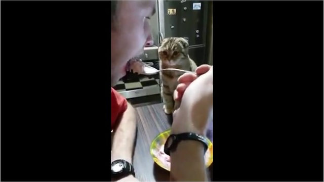 Always hungry cat stalks owner during his meal