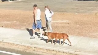 Cachorro de seis patas intriga internautas e viraliza nas redes sociais