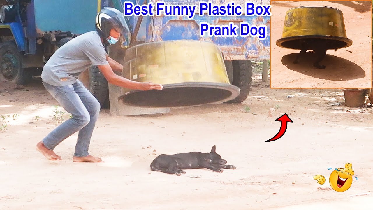 Best 🤣Funny Plastic Box Prank on Dog, Super Funny Video Must watch