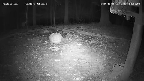 Coyote Sighting