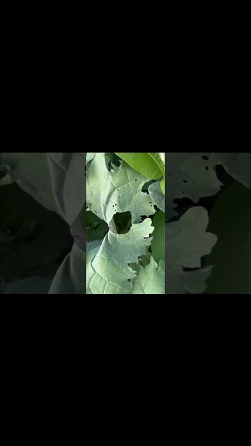 Are Insects Trying To Tell Us Something About Our Food?