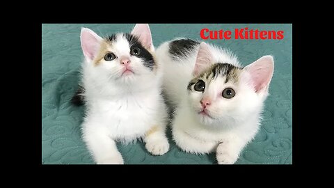 Cute Kittens - Funny and Cute Cat Videos Compilation 2023 #11