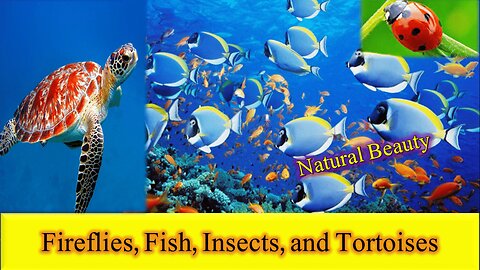 "Glowing Wonders of Nature: Exploring Fireflies, Fish, Insects, and Tortoises" Natural Beauty